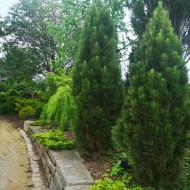 Pinus nigra ‘Green Tower’ - Pin Columnar