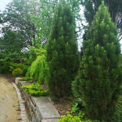 Pinus nigra ‘Green Tower’ - Pin Columnar