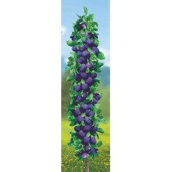 Prunul  Columnar - Black Top în ghiveci