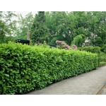 Gard viu Laur Englezesc Pachet de 20buc  (Prunus Laurocerassus Novita)