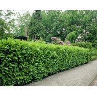 Gard viu Laur Englezesc Pachet de 20buc  (Prunus Laurocerassus Novita)