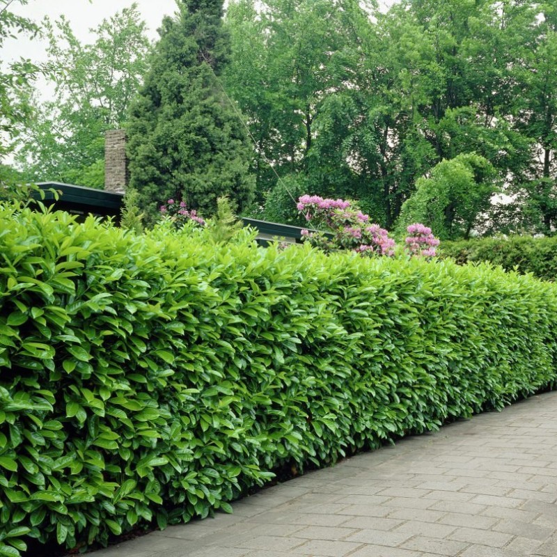 Gard viu Laur Englezesc Pachet de 20buc  (Prunus Laurocerassus Novita)