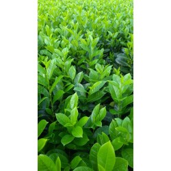 Gard viu Laur Englezesc Pachet de 20buc  (Prunus Laurocerassus Novita)