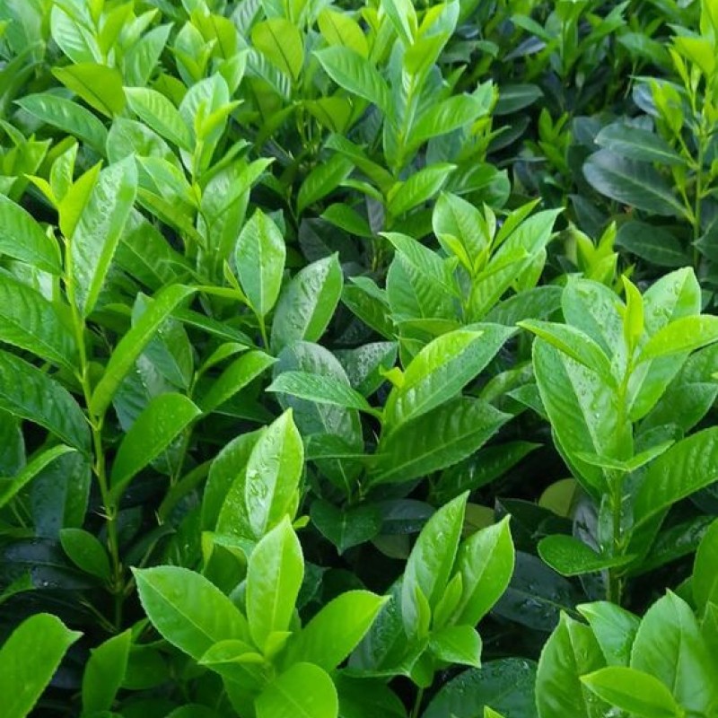 Gard viu Laur Englezesc Pachet de 20buc  (Prunus Laurocerassus Novita)