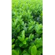 Gard viu Laur Englezesc Pachet de 20buc  (Prunus Laurocerassus Novita)