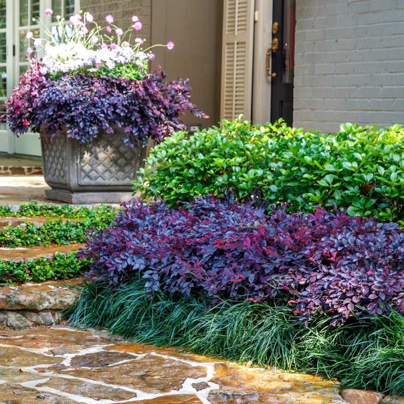 Loropetalum 'Fire Dance' 