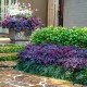Loropetalum 'Fire Dance' 