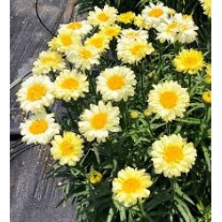 Margaretă - Leucanthemum x superbum ‘Real Dream’