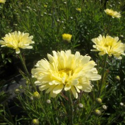 Margaretă - Leucanthemum x superbum ‘Real Dream’