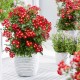 Trandafiri - Rosa Everglow Ruby