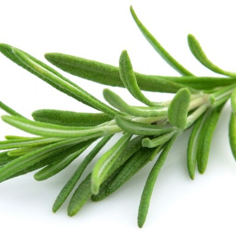 Rozmarin - Rosmarinus officinalis