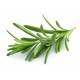 Rozmarin - Rosmarinus officinalis