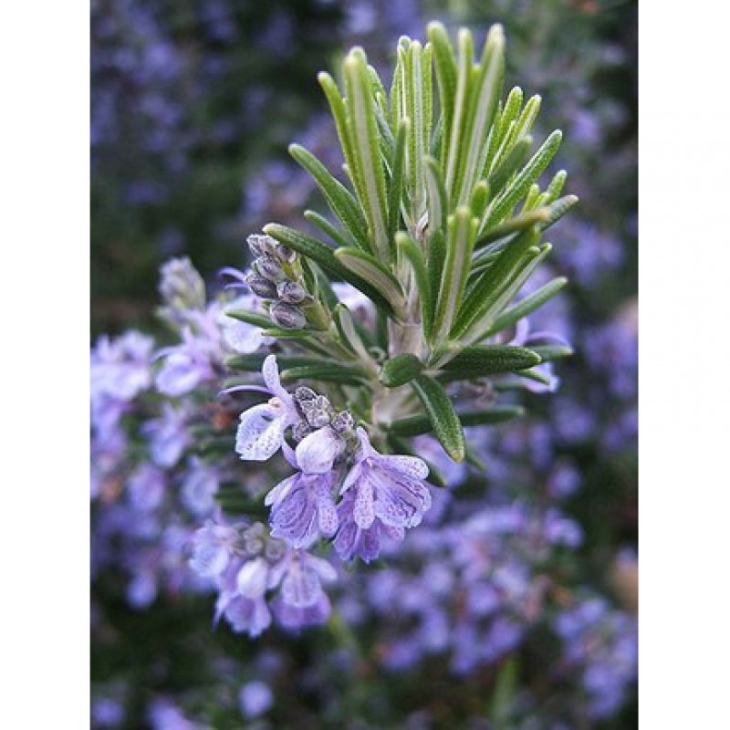 Rozmarin - Rosmarinus officinalis