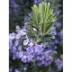 Rozmarin - Rosmarinus officinalis