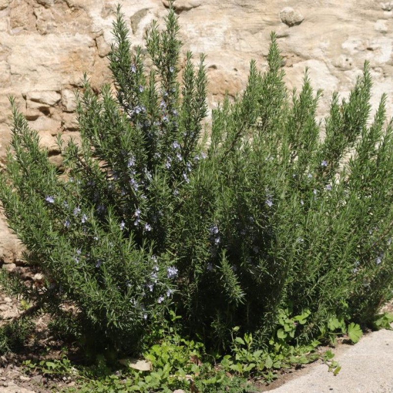 Rozmarin - Rosmarinus officinalis