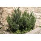 Rozmarin - Rosmarinus officinalis