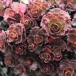 Sedum spurium ‘Ruby Mantle’
