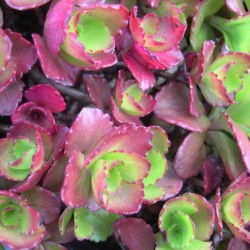 Sedum spurium ‘Ruby Mantle’
