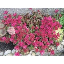 Sedum spurium ‘Ruby Mantle’