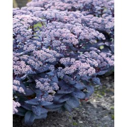Hylotelephium ‘Mojave Jewels Sapphire’