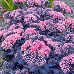 Hylotelephium ‘Mojave Jewels Sapphire’