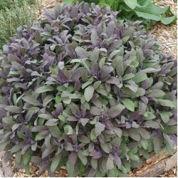 Salvia officinalis ‘Purple Beauty’ – Salvie medicinală cu frunze purpurii