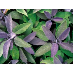 Salvia officinalis ‘Purple Beauty’ – Salvie medicinală cu frunze purpurii