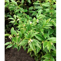 Sarcococca confusa
