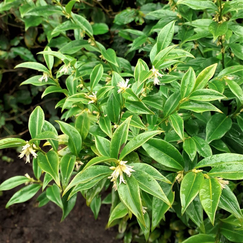 Sarcococca confusa