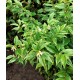 Sarcococca confusa