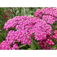 Coada-șoricelului roz - Achillea millefolium ‘Saucy Seduction’