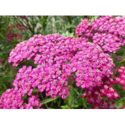 Coada-șoricelului roz - Achillea millefolium ‘Saucy Seduction’