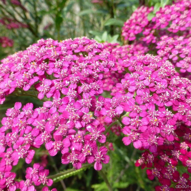 Coada-șoricelului roz - Achillea millefolium ‘Saucy Seduction’