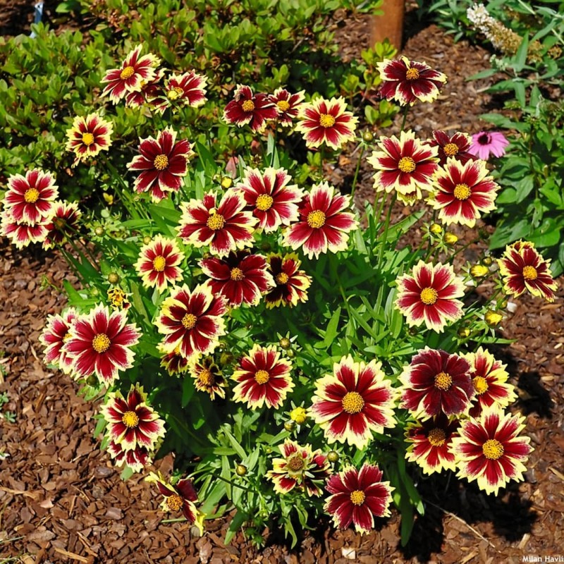 Coreopsis ‘Solar Fancy’ 