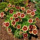 Coreopsis ‘Solar Fancy’ 
