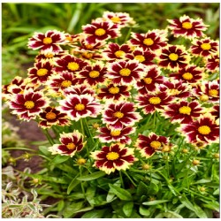 Coreopsis ‘Solar Fancy’ 