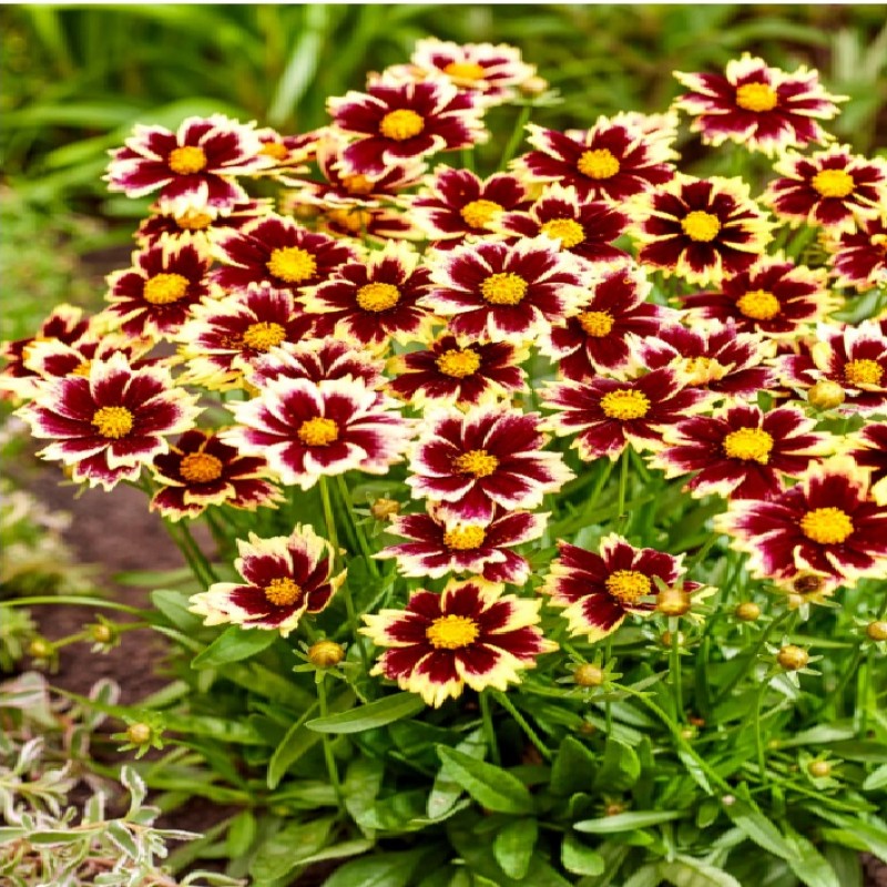 Coreopsis ‘Solar Fancy’ 