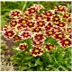 Coreopsis ‘Solar Fancy’ 