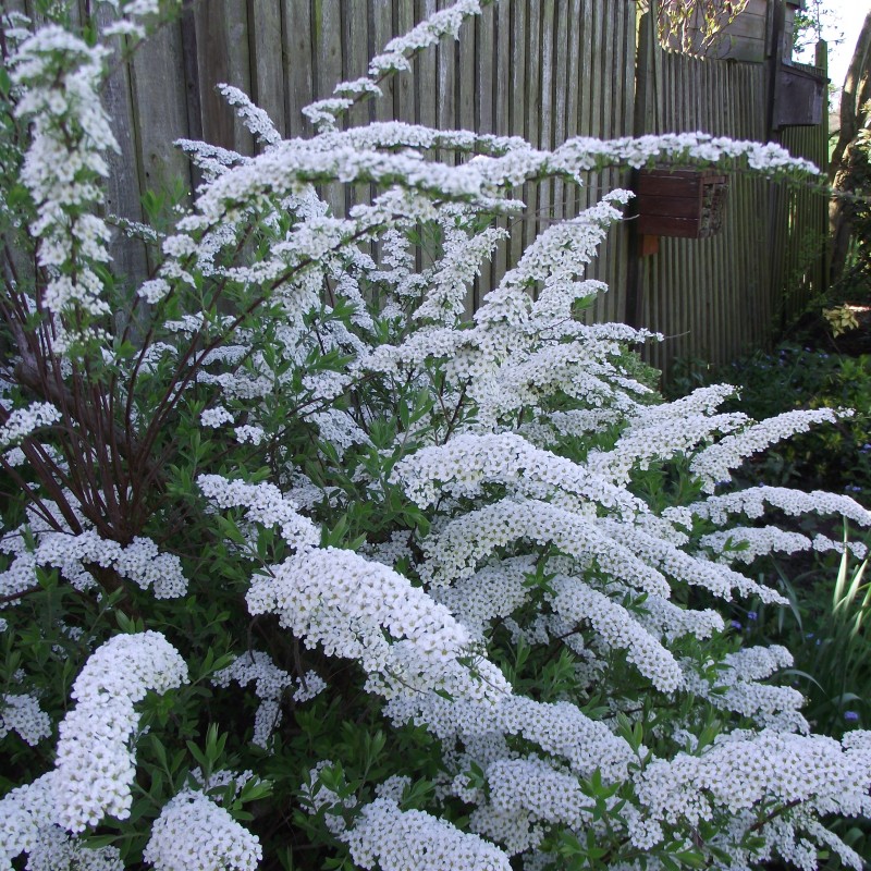 Cununiță albă - Spiraea cinerea 'Grefsheim'