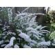 Cununiță albă - Spiraea cinerea 'Grefsheim'