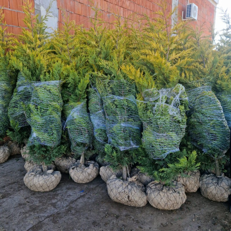 CHIPAROS Leylandii Auriu 300-350+ cu batot de pământ (Cupressocyparis Leylandii Golden Rider) 