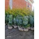 CHIPAROS Leylandii Auriu 300-350+ cu batot de pământ (Cupressocyparis Leylandii Golden Rider) 