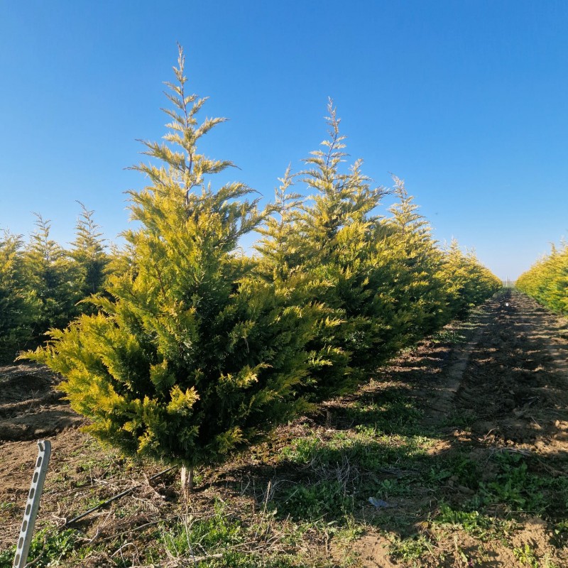 CHIPAROS Leylandii Auriu 300-350+ cu batot de pământ (Cupressocyparis Leylandii Golden Rider) 