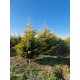 CHIPAROS Leylandii Auriu 300-350+ cu batot de pământ (Cupressocyparis Leylandii Golden Rider) 