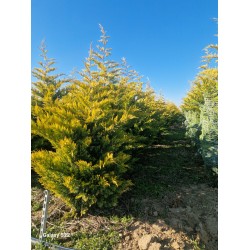 CHIPAROS Leylandii Auriu 300-350+ cu batot de pământ (Cupressocyparis Leylandii Golden Rider) 
