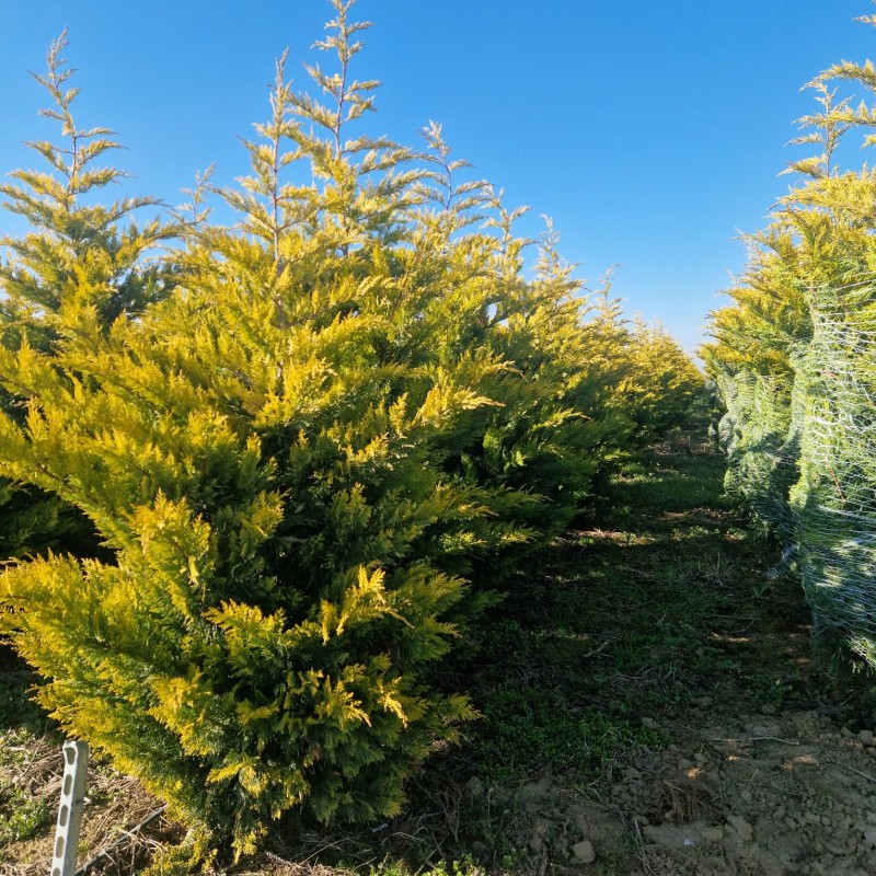 CHIPAROS Leylandii Auriu 300-350+ cu batot de pământ (Cupressocyparis Leylandii Golden Rider) 