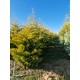CHIPAROS Leylandii Auriu 300-350+ cu batot de pământ (Cupressocyparis Leylandii Golden Rider) 