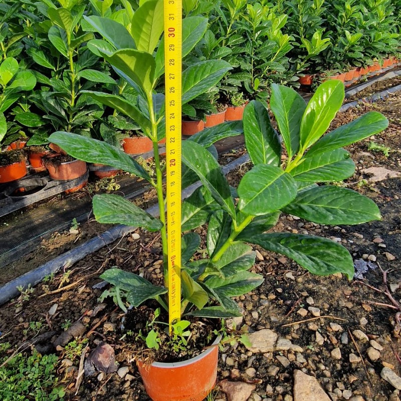 Gard viu Laur Englezesc (Prunus Laurocerassus Novita) 30-40cm