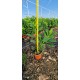 Gard viu Laur Englezesc (Prunus Laurocerassus Novita) 30-40cm