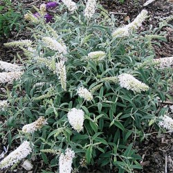 Liliacul de vară-Buddleja ‘White Ball’
